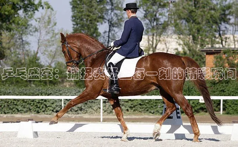 贝博艾佛森代言